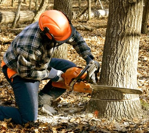 Tree Removal in Crawford, TX